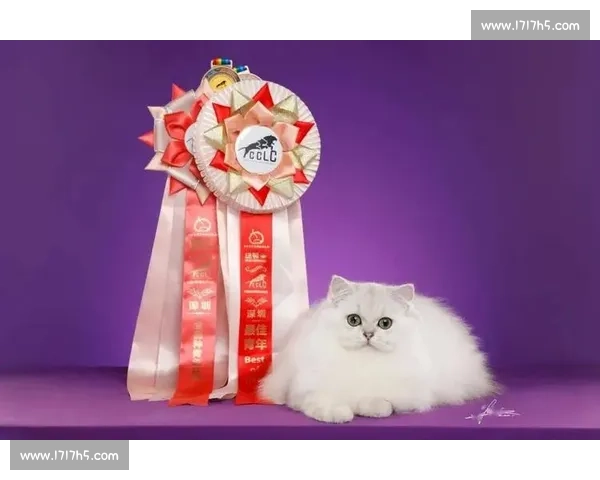 博美犬比赛精彩纷呈 全面解析如何赢得最佳冠军与参赛技巧 博美犬比赛精彩纷呈 全面解析如何赢得最佳冠军与参赛技巧