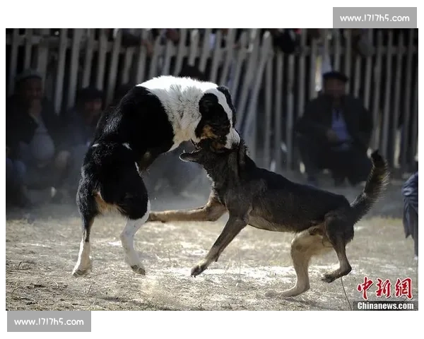 新疆斗狗激烈赛事全程记录惊险瞬间引发热议